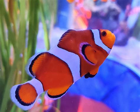 Download wallpaper 1280x1024 clown fish, fish, aquarium, algae standard ...