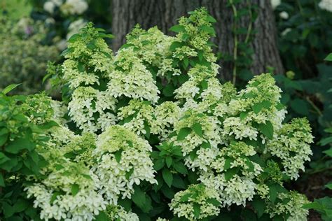 Quick Fire Fab® Hydrangea | Plant Addicts