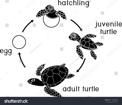 Image result for Components of Program Development