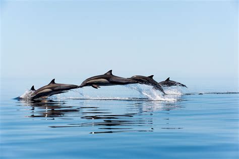 The UK government isn't doing enough to combat the tragedy of dolphin deaths in fishing nets ...