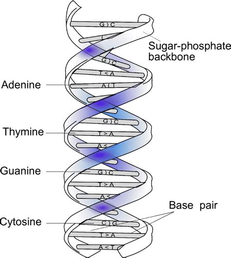 DNA Examples 的图像结果