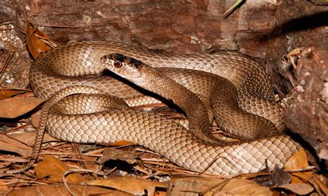 Coachwhip Snake Animal Facts - Masticophis flagellum - A-Z Animals