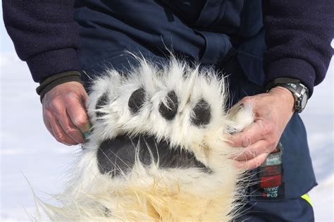 Polar Bear Organizations at Tracy Jacoby blog