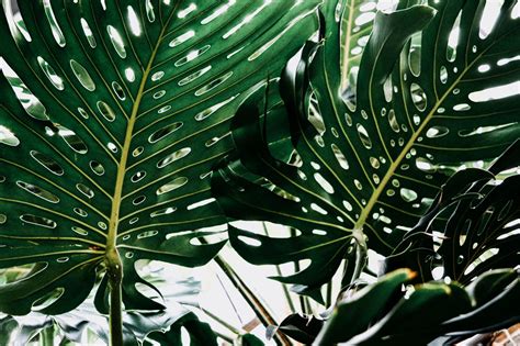 Homalomena Selby: The Complete Tropical Plant Care Guide