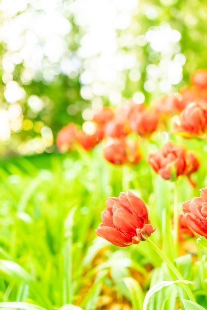 Piękne i kolorowe tulipany w ogrodzie | Zdjęcie Premium