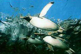 ZooLex Image - Penguins Swim Above