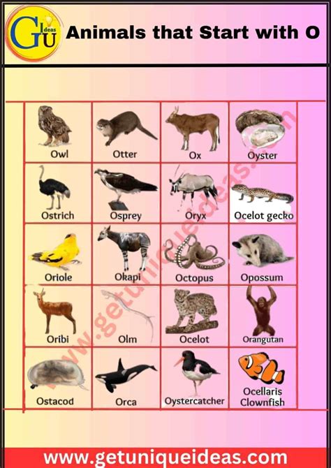 List of 100 Animals that Start with O: Pictures, Facts - GetUniqueIdeas