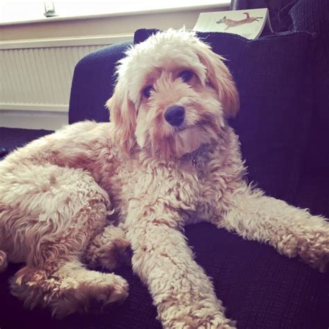 Image result for Cream Cockapoo Adult