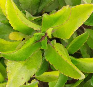 Cloud Farm Bryophyllum Pinnatum/Patharchatta Plant Price in India - Buy ...