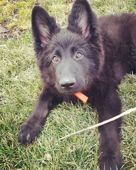 Black German Shepherd Puppy on Lush Green Field