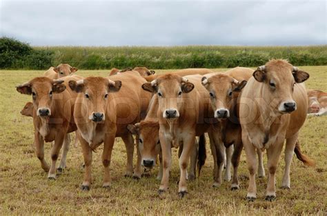group of cow | Stock image | Colourbox