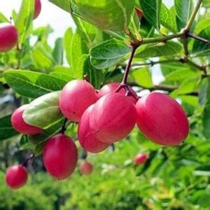 MAITRA AND SONS Karonda Plant Price in India - Buy MAITRA AND SONS ...