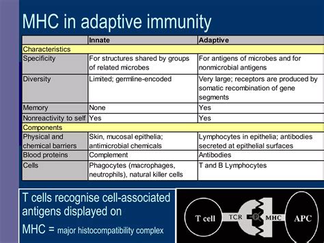 HLA and antigen presentation | PPT
