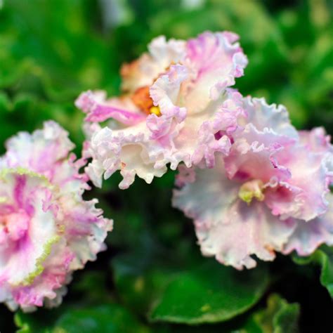 9 Types of Pink African Violets - African Violet Resource Center