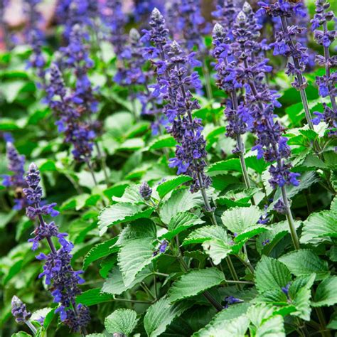 Blue Salvia (Salvia azurea) Flowering/Ornamental Live Plant (Home & Ga ...