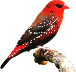 বাংলার ৭০ টি চেনা অচেনা পাখীর নাম ও ছবি - All birds of Bengal with name ...