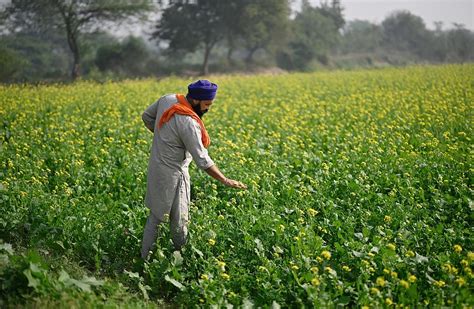 Report Reveals: Only 25% of India's Marginal Farmers in Cooperatives