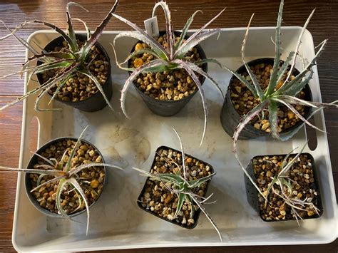 【実生】ヘクチア テクセンシス Hechtia texensis | GOOODS ART（グッズアート）GINZA HAIRの頭の中は草髪健美