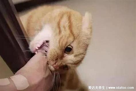 被家里猫抓伤出血十日观察法|猫咪常见病-波奇网百科大全
