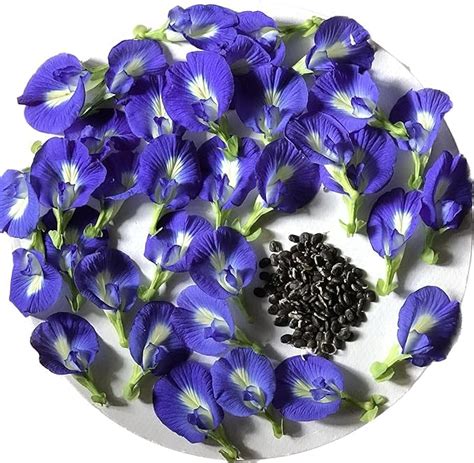 Annria Butterfly Pea Aprajita Flower Plant Seed Shankupushpam Clitoria ...