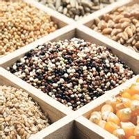 Agriculture Seeds 的图像结果