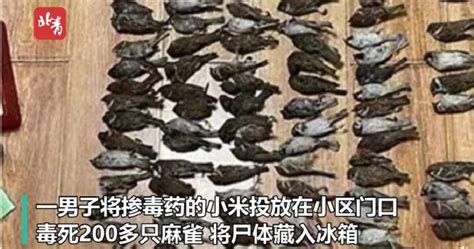 男毒死逾200隻麻雀 遭逮稱「想留著吃」警傻眼 | 國際 | CTWANT