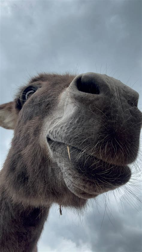 Rocky Top Rescue & Animal Sanctuary (@rockytop_rescue) • Instagram photos and videos