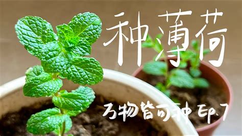 种薄荷 | Grow Mint! | Plante de menthe! - YouTube