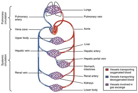 Draw the flow chart of blood circulation in human body. - Brainly.in