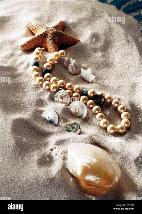 Image result for Pearly Shells Lesson