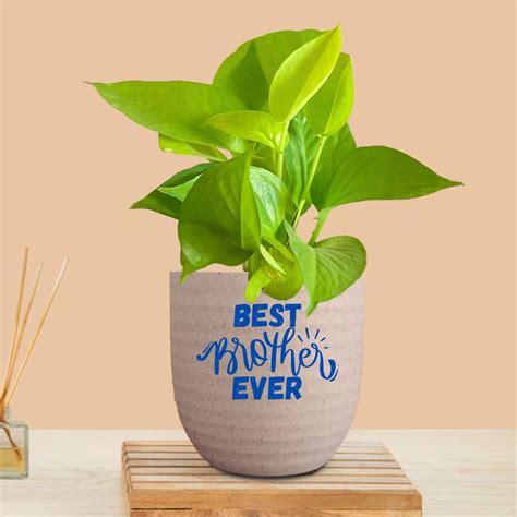 Greenkin Gift for Brother Golden Money Plant with Premium Pot | Rakhi ...
