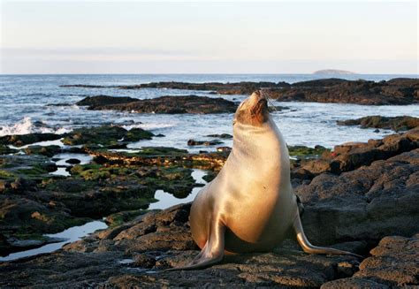 Sea lion | Marine Mammal, Adaptations & Behavior | Britannica
