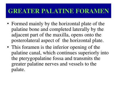 PPT - The Anatomy of Swallowing: Palate, Nerves, and Muscles PowerPoint Presentation - ID:8910219