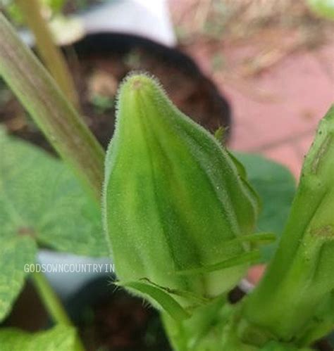 Green star okra seeds - Fat okra, Bhindi, Vegetable Seeds| OGOC ...