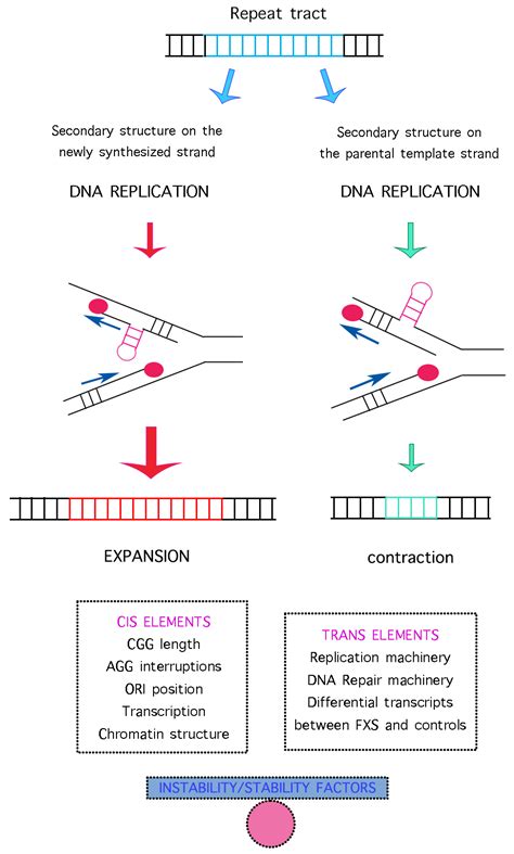 Mechanisms of the FMR1 Repeat Instability: How Does the CGG Sequence ...