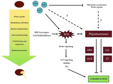Cadmium and Plant Development: An Agony from Seed to Seed
