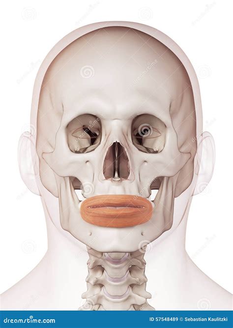 The orbicularis oris stock illustration. Illustration of rendering ...
