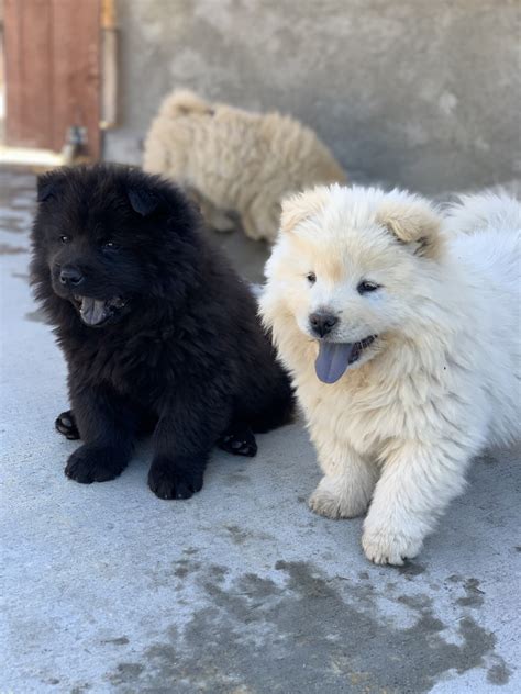 Chow Chow Puppies For Sale | San Diego, CA #321027
