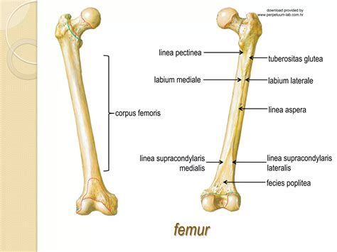 Ossa membri inferioris natkolenica | PDF