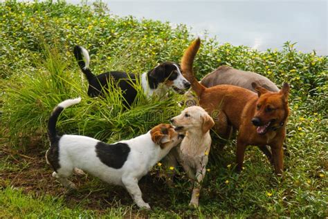 把狗放出来的 库存照片. 图片 包括有 温暖, 黄色, 猎犬, 沼泽, 拉布拉多, 混合, 夏天, 边缘 - 192136160