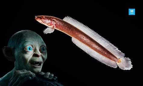 Kerala's New Fish Species Christened 'Gollum' After 'Lord of The Rings ...