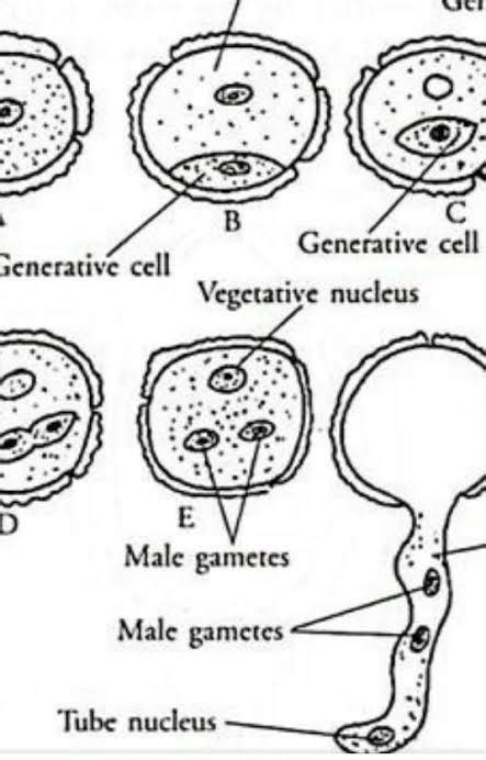 Sketch and label angiosperm female gametophyte - Brainly.in