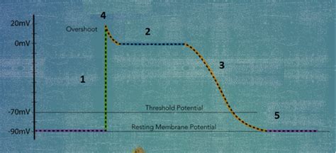 Image result for Transmembrane Potential