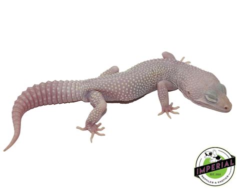 Super Snow Blazing Blizzard Leopard Gecko