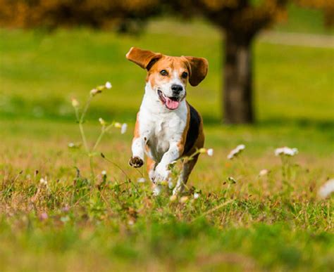 Dog Meat Armor 的图像结果