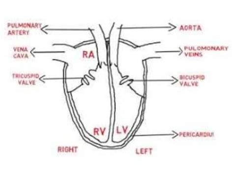 HUMAN HEART DIAGRAM (EASY) FOR BOARD EXAMS WHICH CAN BE MADE IN 3-5 ...