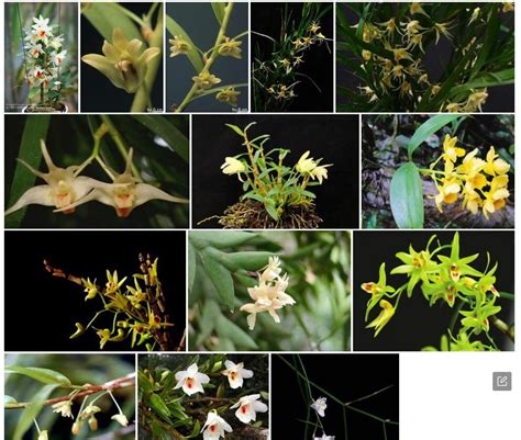 小双花石斛(Dendrobium somai)拉丁名学名属名科名植物生活型图片
