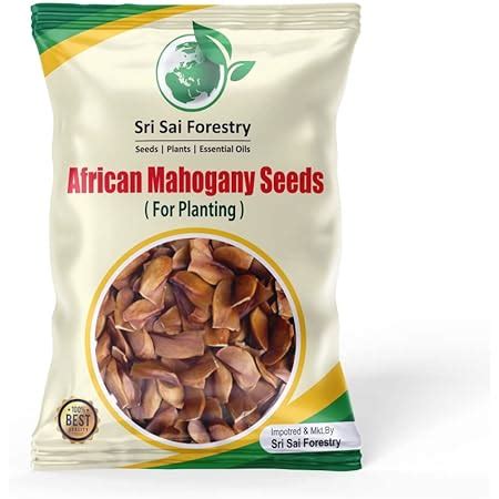 RK Seeds - Teak Wood Seeds, Tectona grandis,teak seeds,sagwan seeds ...