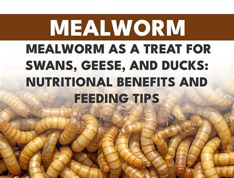 Mealworms for Swans, Geese & Ducks: Benefits, Tips & Feeding | Promeal