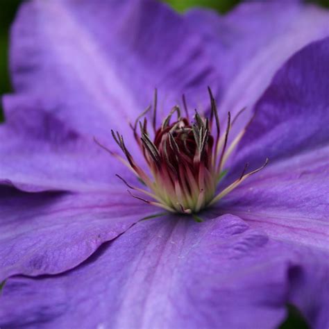 Buy early large flowered clematis (group 2) Clematis 'The President ...